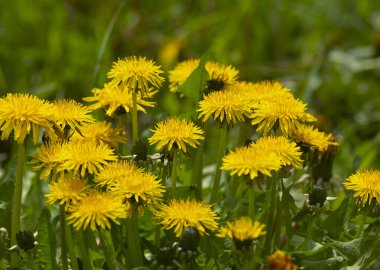  , , Taraxacum officinale L. Tıbbi bitkinin sarı rengi Taraxacum officinale L. Resme bahar ya da yaz güzelliği hissi verir..