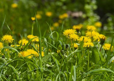  , , Taraxacum officinale L. Tıbbi bitkinin sarı rengi Taraxacum officinale L. Resme bahar ya da yaz güzelliği hissi verir..