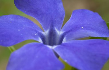 Apocynaceae familyasından sürünen, uzun ömürlü bir bitki cinsi. Peyzaj tasarımında kullanılır.,