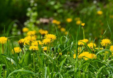 , , Taraxacum officinale L Şifalı bitkinin sarı rengi Taraxacum officinale L. Resme bahar ya da yaz güzelliği hissi verir..