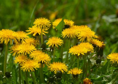 , , Taraxacum officinale L Şifalı bitkinin sarı rengi Taraxacum officinale L. Resme bahar ya da yaz güzelliği hissi verir..