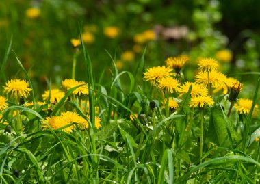 , , Taraxacum officinale L Şifalı bitkinin sarı rengi Taraxacum officinale L. Resme bahar ya da yaz güzelliği hissi verir..