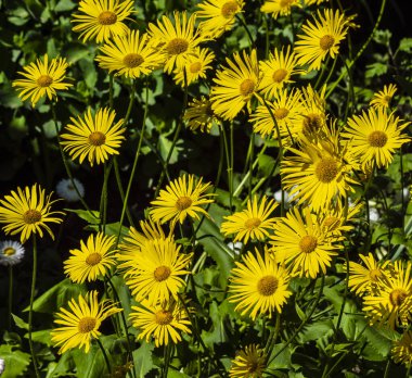 Doronicum L. Asteraceae familyasından bir bitki cinsi olan Asteraceae L 'e aittir..