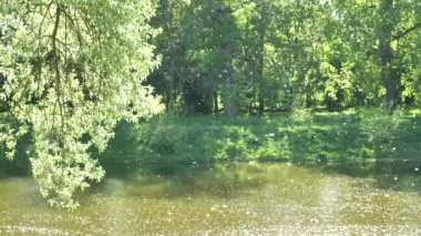 Nehir üzerinde kaotik kavak tüyü hareketi. Bu kavak tüyü hareketi güzel bir kar yağışına benziyor. Bu tüyler alerjiye neden olur..
