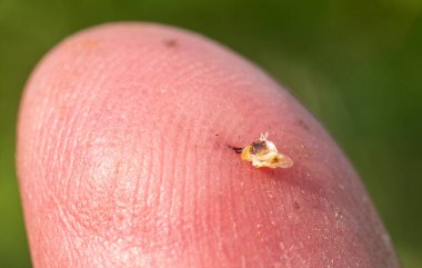     . Korunmak için, arı zehri kullanır. Bu da saldırganı ince bir iğnenin yardımıyla vücuda sokar..