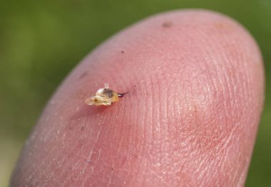     . Korunmak için, arı zehri kullanır. Bu da saldırganı ince bir iğnenin yardımıyla vücuda sokar..