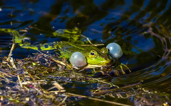 stock image        .The male frog makes mating sounds using his resonators.
