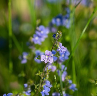 Veronica Serpillifolia. Veronica Serpillifolia. Şifalı bir bitki..