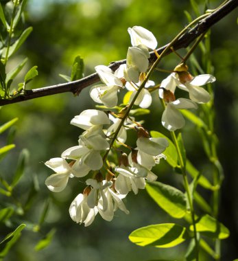 Acacia is an excellent honey plant. Acacia honey is light in color and has excellent taste and medicinal qualities.