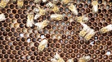 Yaşam ve arıların üremesi. Tarak içinde yumurta ve larva. Arılar larvalara bakar. Onları besler ve içine hava üflerler..