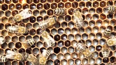 Yaşam ve arıların üremesi. Tarak içinde yumurta ve larva. Arılar larvalara bakar. Onları besler ve içine hava üflerler..