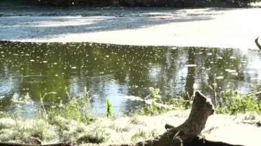 Kavak tüyü uçar ve düşer. Rahatlama videosu. Havada kabarık kavak hareketi.