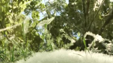 Dalları ve bitki yapraklarını kabartıyor. Havaya mısır gevreği polenleri ve çayır otları yayıyor. Bu da solunum alerjilerine neden oluyor..