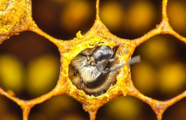 Arı kozadan çıkmak için bir delik kemiriyor..