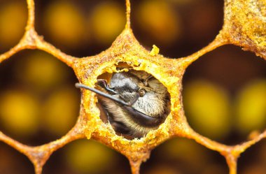 Kozanın kapağındaki küf genişler ve oradan çıkar..