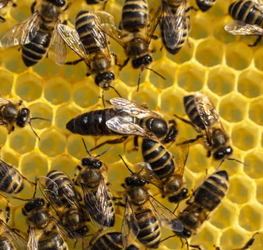 Arılarla çevrili genç kraliçe arı. Kraliçe arı arılar kolonisinin hanımı..