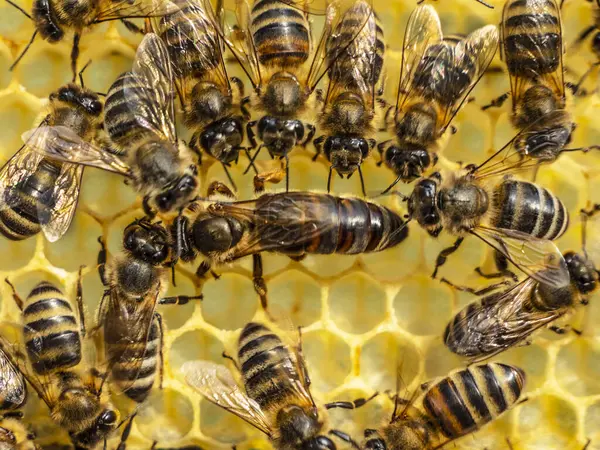 Arılarla çevrili genç kraliçe arı. Kraliçe arı arılar kolonisinin hanımı..