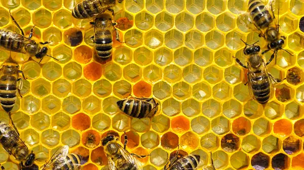 stock image The honeycomb contains pollen and nectar. Harvesting pollen for feeding young bees. 