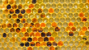  Bal peteği polen ve nektar içerir. Arı sütünden görülebilirler.