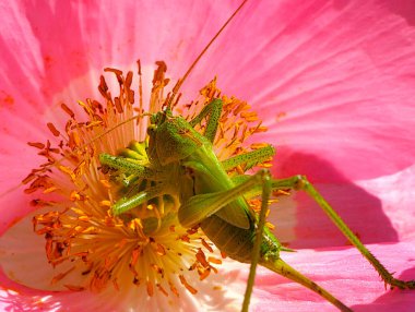 Yeşil bir çekirge, gelincik çiçeğinin üzerinde Tettigonia viridissima. Ortopedi familyasının gerçek çekirgelerinden bir böcek türü..