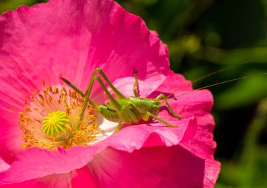 Yeşil bir çekirge, gelincik çiçeğinin üzerinde Tettigonia viridissima. Ortopedi familyasının gerçek çekirgelerinden bir böcek türü..