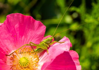 Yeşil bir çekirge, gelincik çiçeğinin üzerinde Tettigonia viridissima. Ortopedi familyasının gerçek çekirgelerinden bir böcek türü..