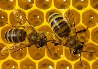 Arılar nektarı bala dönüştürür..