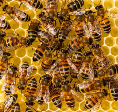 Nektarlı yeni ve güzel bal petekleri. Bal koleksiyonu sırasında arıların aktif çalışması