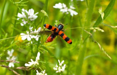 Bee beetle, Trichodes apiaries L. The larvae feed on bee bread, bee larvae and dead bees. They can be carriers of fungal diseases. clipart