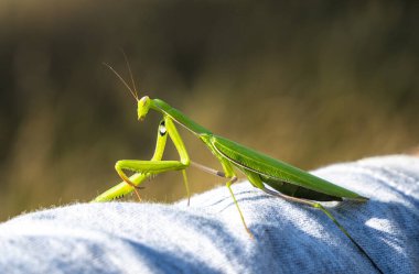 Bir insanın elinde sıradan bir peygamberdevesi. Büyük yırtıcı böcekler. Ön ayaklar besinleri yakalamak için adapte olmuşlardır..