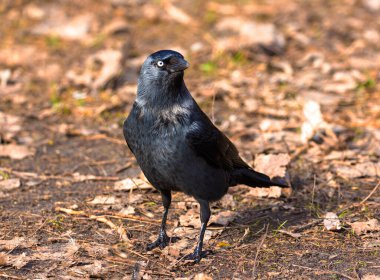 Bir karga ve fotoğrafçı arasındaki iletişim. Coloeus monedula, syn. Corvusmonedula, Corvid ailesinin en küçük üyelerinden biridir..