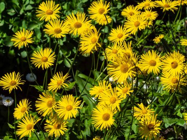 Doronicum ya da bektaşi üzümü, Doronicum L. Asteraceae familyasından bir bitki familyasına aittir..