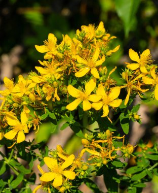 Hypericum tıbbi bir bitkidir. Ormanın kenarlarında, çayırlarda ve terk edilmiş tarlalarda yetişir..