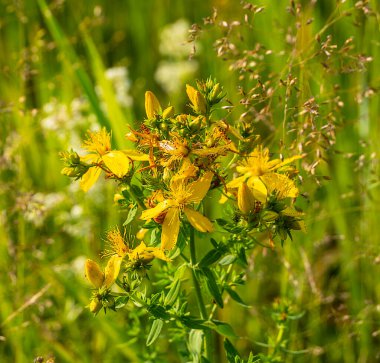 Hypericum tıbbi bir bitkidir. Ormanın kenarlarında, çayırlarda ve terk edilmiş tarlalarda yetişir..