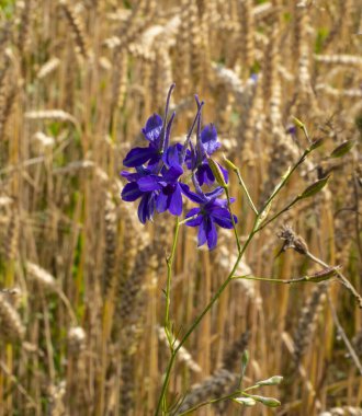 Larkspur çok zehirlidir. Bitkilerinin küçük dozlarda demlenmesi üreme sistemi hastalıkları, safra durgunluğu, akciğer ve plevra hastalıkları için içilir..