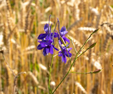 Larkspur is very poisonous. A decoction of its herbs in small doses is drunk for diseases of the genitourinary system, stagnation of bile, diseases of the lungs and pleura. clipart