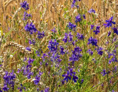 Larkspur against the background of grain crop Triticale. Herbs in small doses is drunk for diseases of the genitourinary system, stagnation of bile, diseases of the lungs and pleura. clipart