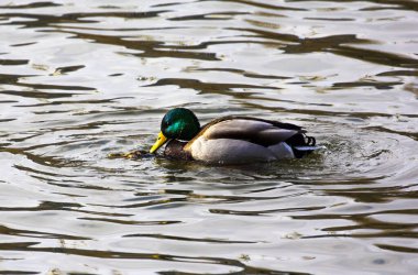 Ördekle drake çiftleşmesi. Çiftleşme sırasında dişi tamamen suya dalmıştır..