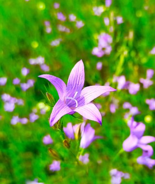 Meadow Bell, Campanula L. Herbaceous. Campanulaceae ailesinden. Çayırlarda, orman kenarlarında ve tarlalarda yetişir..