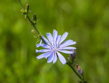 Chicory yol kenarındaki yabani otlar gibi büyüyor. Alternatif tıp.