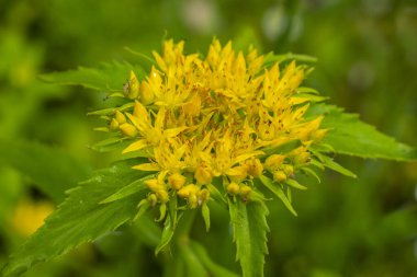 Naneli ve Altın Kök, Rhodiola Rosea. Çay formundaki Rodos şarabı yorgunluğu, aşırı çalışmayı, verimliliği ve dayanıklılığı arttırmak için kullanılır..