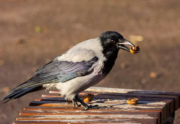 Stock image A gray crow named Seraphim communicates with a photographer. She gladly accepts food from him and can accompany him to the park.