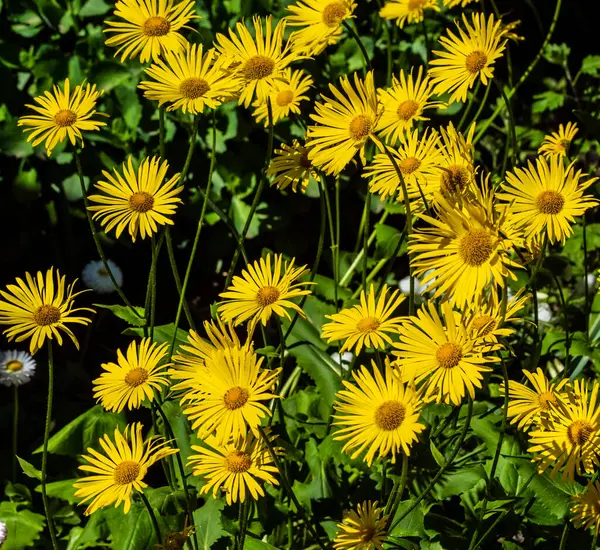 stock image Doronicum or gooseberry, Doronicum L. Belongs to a genus of flowering plants in the Asteraceae family, Asteraceae L.