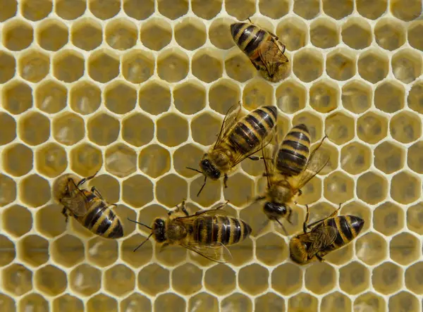 stock image Nectar and honey from acacia flowers.  Acacia honey is light in color and has excellent taste and medicinal qualities.