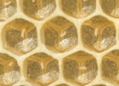   Eggs in honeycombs. he eggs will eventually develop into larvae.