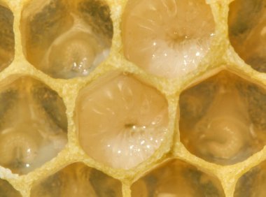 Bal petekleri bal arılarının gelişen larvalarını içerir. Larvaları böceklere dönüştürmek için bal petekleri balmumu kapaklarla kaplanacak..