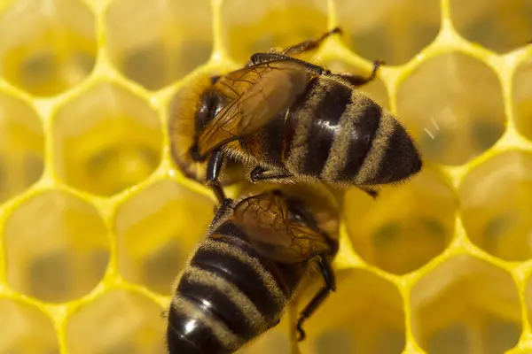 stock image Bee transform nectar into honey. Active work of bees at the beginning of the honey collection.