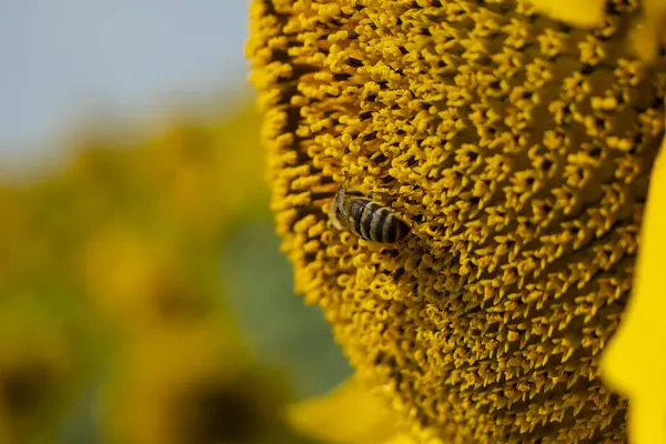 stock image Bees collect nectar and pollen from flowers of sunflower. Sunflowers give a lot of nectar and pollen than attract insects. 