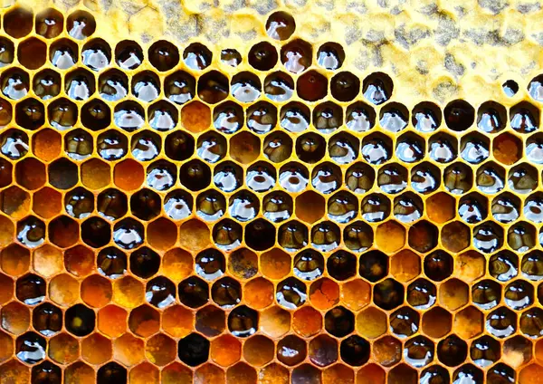 stock image Nectar and honey from meadow and wild flowers.