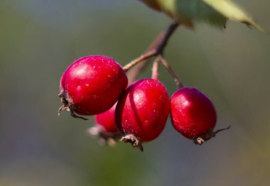 Olgun meyveleriyle Hawthorn dalı. Hawthorn meyveleri yazın sonunda olgunlaşır. Kan basıncını düşürmek için ilaç olarak kullanılır..